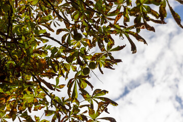 deciduous chestnut trees in the park at the end of summer