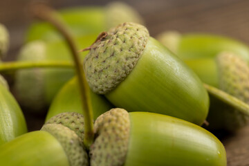 not ripe green oak acorn close up
