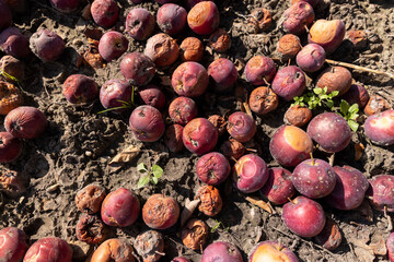 fallen rotten and wormy red apples in the orchard