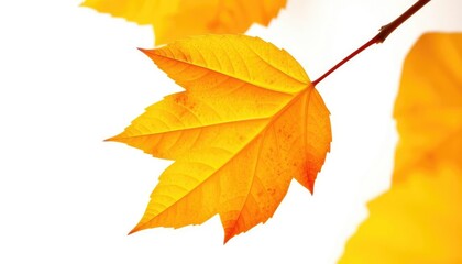 Single autumn leaf isolated on pure white background, photography, foliage