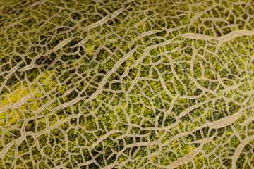 part of the peel of eco melon green after harvest