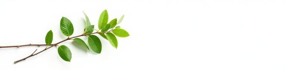 Obraz premium Single branch against a stark white background, foliage, simplicity