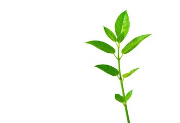 Single vibrant green plant, isolated on pure white backdrop, bright, fresh