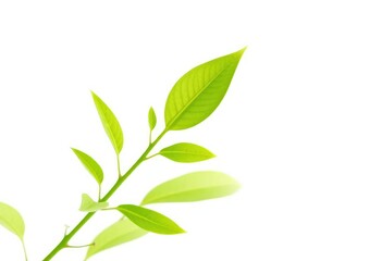 Fototapeta premium Single vibrant green plant, isolated on pure white background, background, nature