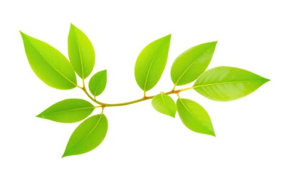 Fototapeta premium Single vibrant green plant, isolated on pure white background, macro, texture