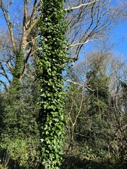 Fototapeta premium Ivy on trees