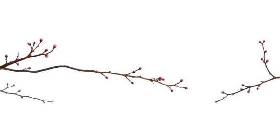 Obraz premium Stark, isolated branches against pure white backdrop, organic, twigs