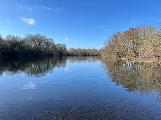 A pond with trees