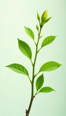 Obraz premium A delicate isolated branch with small leaves and stems, green, tree, isolated