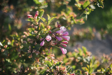 purple flowers in the garden