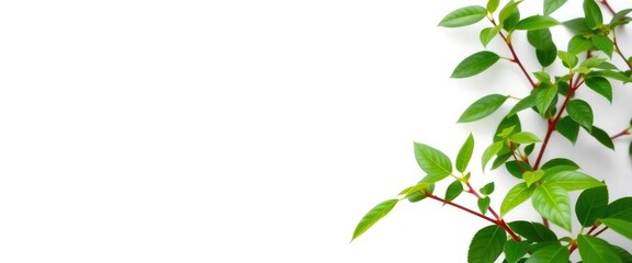 Fototapeta premium A vibrant green plant, isolated on a pure white backdrop, isolated, sprout