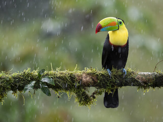 Keel-billed Toucan, Ramphastos sulfuratus, in the rain, also known as Sulfur-breasted or Rainbow-billed Toucan, Costa Rica