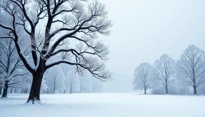 Fototapeta premium Delicate tree branches on a snowy white background, forest, snowy, frost