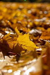 the foliage of trees on the ground after leaf fall in sunny weather