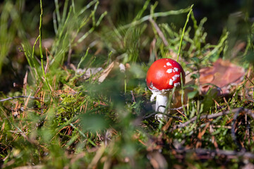 dangerous to life and health red fly agaric in the wild forest in moss and green grass