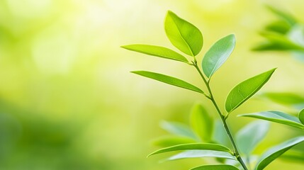 Closeup of Vibrant Green Leaves on a Branch in Soft Sunlight