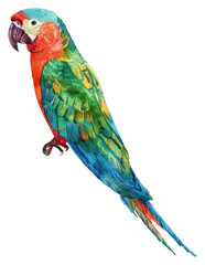 Obraz premium PNG A Parrot parrot illustration watercolor.