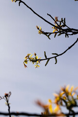 sunny weather in an orchard with walnuts