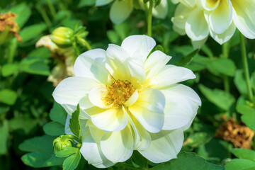 A close-up of a single white rose in full bloom, surrounded by lush green leaves
