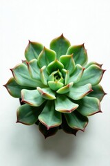 Fototapeta premium Large succulent isolated against white surface, botanical, nature