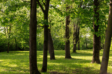 deciduous maple trees and other trees in the park in sunny weather, landscape