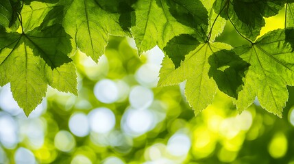 Fototapeta premium Closeup of Vibrant Green Leaves with Bokeh Background