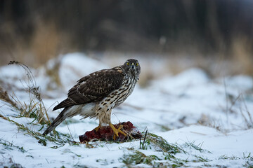 Closeup view of female eurasian goshawk (Accipiter gentilis) on top of it's prey in the snow.
