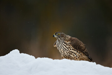 Closeup view of female eurasian goshawk (Accipiter gentilis) in the snow.