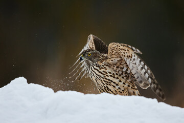 Closeup view of female eurasian goshawk (Accipiter gentilis) in the snow, flapping wings.