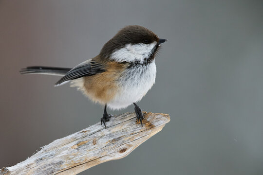 Closeup view of grey-headed chickadee aka siberian tit (Poecile cinctus) on the branch with blurred background.