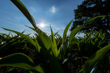 a green oak in green corn on a blue sky background
