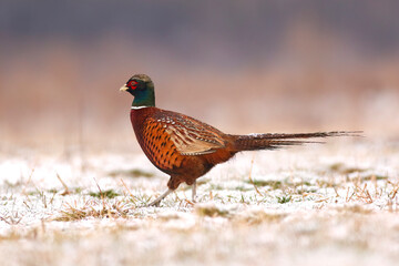 Male pheasant in snow