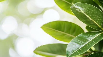 Closeup of Vibrant Green Leaves with Soft Bokeh Background