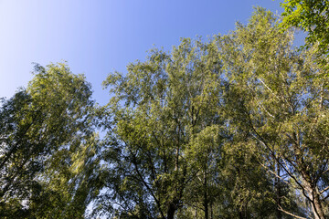 different types of deciduous trees in the park at the end of summer