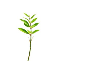 Obraz premium Single vibrant green plant isolated on pure white backdrop, backdrop, sprout