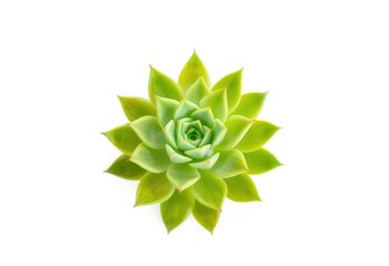 Single succulent plant, vibrant green leaves, isolated on pure white, element, image