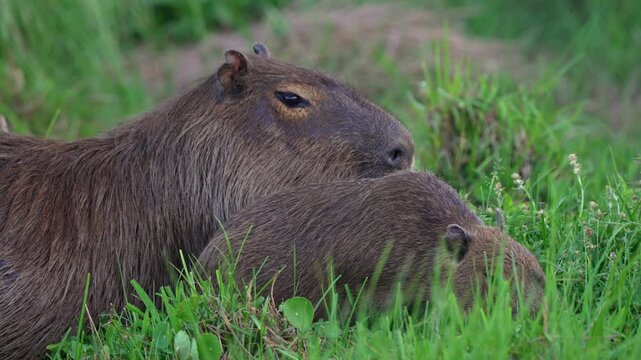 Close up of capybara and pup child grazing in lush green wetland, telephoto slow motion static