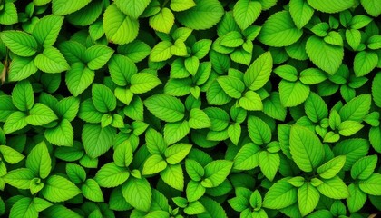 Vibrant green leaves, various shapes & sizes, isolated,  macro,  detail