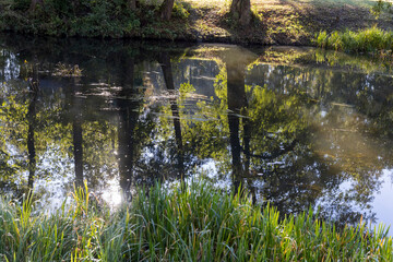 mixed forest and river in sunny weather in early August