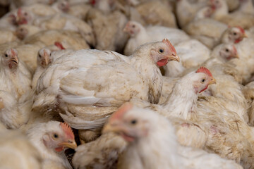 adult fat chickens in a poultry farm without cages