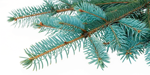 Blue spruce branch on transparent background. Detailed needles with cool blue tint, dark brown branches emphasize texture. High contrast emphasizes the shape of needles.