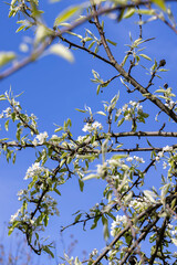 sunny weather in an orchard with pears