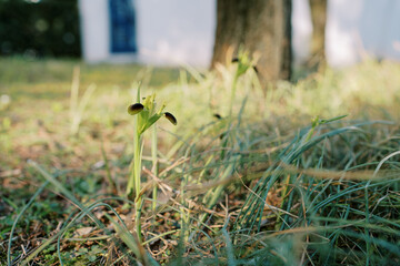 Tuberous iris grows in a sunny green meadow