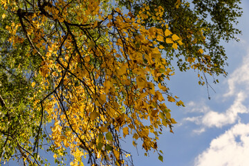 deciduous birch trees in the park at the end of summer