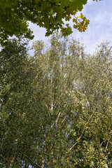 tall birches in sunny weather in early autumn
