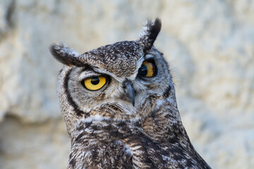Great Horned Owl, Bubo virginianus nacurutu, Peninsula Valdes, Patagonia, Argentina.
