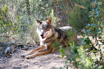 Fototapeta premium Catalonia, Spain, wolf, animal, nature