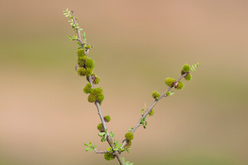 Plant in semi desertic environment, Calden forest, La Pampa Argentina