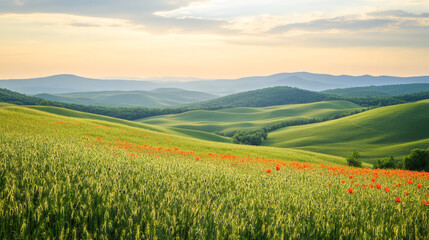 Obraz premium Idyllic green hills and poppy flowers at sunrise under cloudy sky