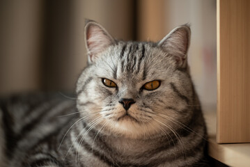 Portrait of a funny looking cat lying on the floor. Close up of cat with half closed eyes looking to the camera